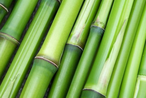bamboo